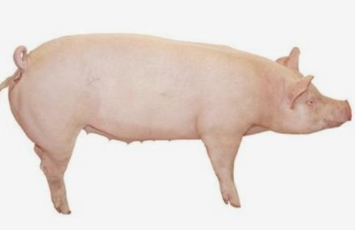 属猪天乙贵人，三合六合饰品具体指什么？