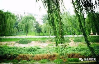 八字中杨柳木命金多是什么意思？