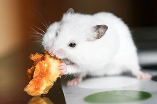 1972年属鼠人2026年农历八月财运运势分析具体是什么？