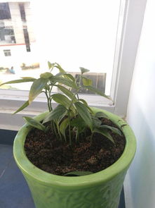 家里适合种植竹柏这种植物吗？原因是什么？