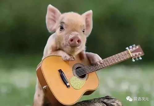 属猪男生送礼物代表什么，暗示感情是否顺利？