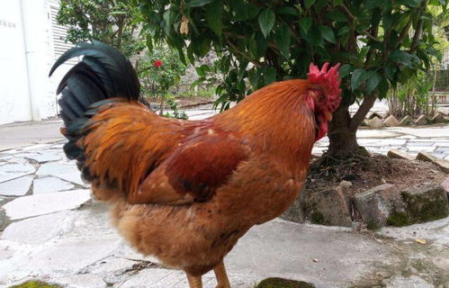 属鸡女与属猪男财运相冲，他们能和谐相处吗？