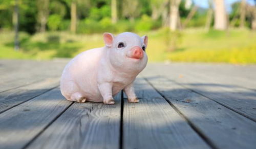 属猪人三月出生命运如何，属猪哪个月份出生命运较好？