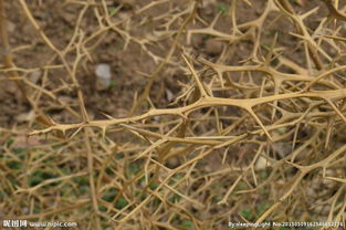 啊！那个带刺的梦到底想告诉我啥？