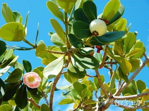 震惊！2026年搬家必看！这些植物会吸走你的财运！