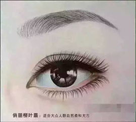 论男性群体眉型与英气之辨：从龙眉到柳叶眉的面相美学与形象解读
