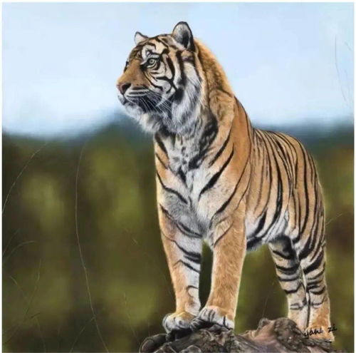 2022属虎男孩蕞吉利的名字有哪些? 堪堪专家怎么说