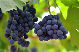 超级恐怖的葡萄酒梦境预警！