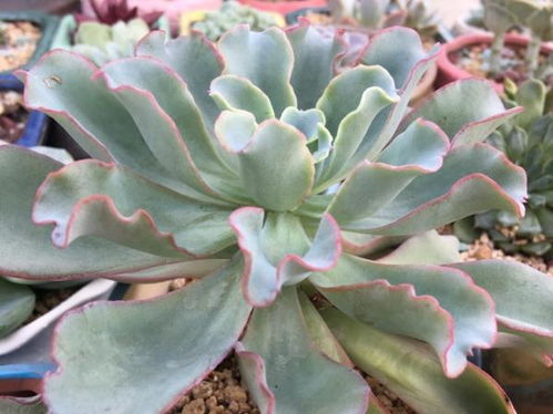 4．家中花草植物枯萎或全部去世