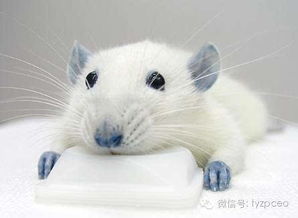 公司内部存在老鼠洞会对公司风水产生怎样的影响呢？