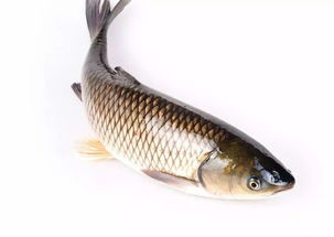 八字中水过旺或水极旺，如何调整才能平衡五行？