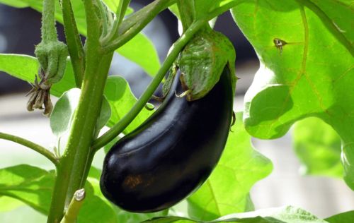 梦见地里茄子又多又大，这是不是预示着什么好事要发生呢？