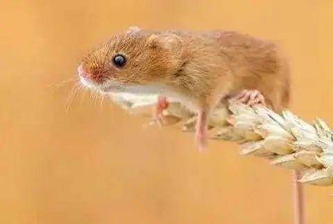 属鼠女性养什么花草最有利于旺财？