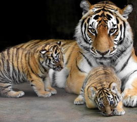 1974年属虎农历十月十三出生的人性格如何，2025年应佩戴何种饰物有何寓意？