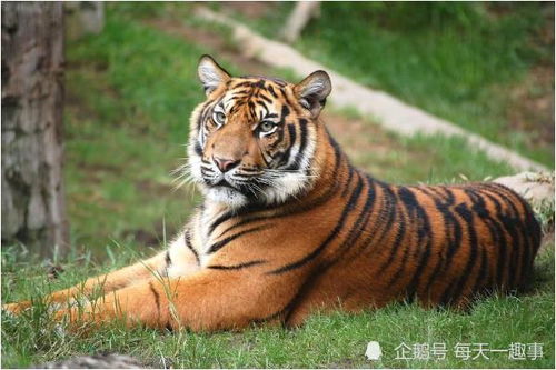 属虎和属虎结婚相克吗？虎虎相配的婚姻关系如何？