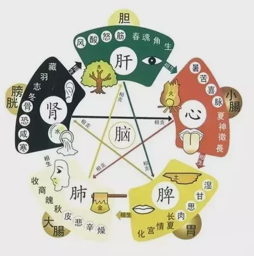 3.2 五行强弱的名词化表达