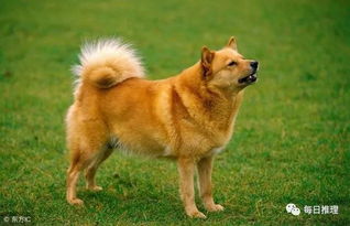 兔年生肖狗狗近期运势具体表现和变化是怎样的？