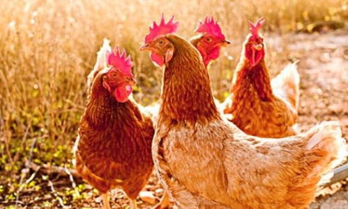 正月出生的属鸡人，一生的运势和命运究竟如何？