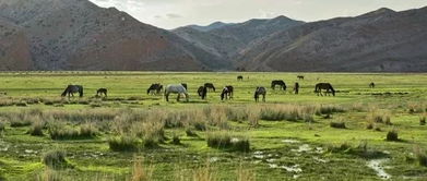 美食篇：挑战你的味蕾极限