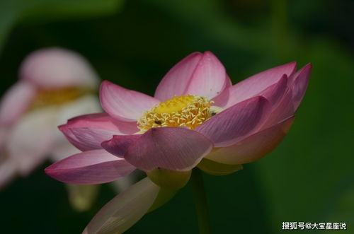 身在福中不知福的生肖是什么？身在福中福不知福是什么意思？