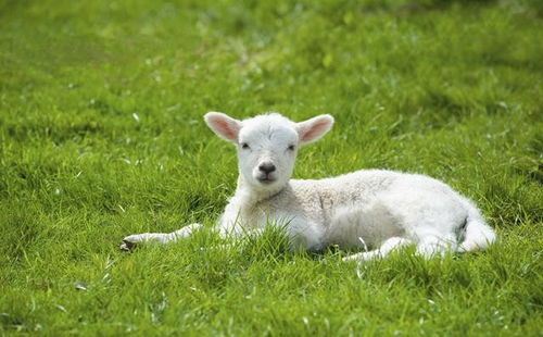 属羊老公和属猴老婆择吉日结婚好吗？有没有什么讲究？