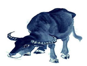 属牛2025年或2026年是否会有血光之灾或大劫难发生？