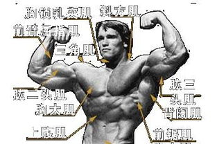 肌肉颤动预示吉凶，右胳膊跳动是吉是凶？