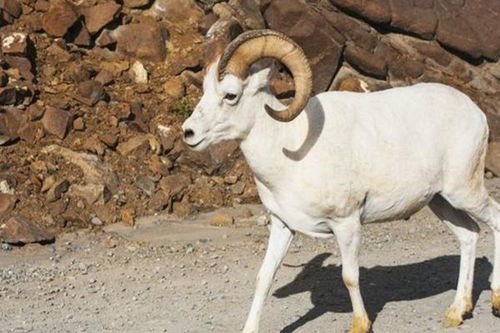 请问1979年出生属羊的女性命运如何，79年属羊女性命运特点是什么？