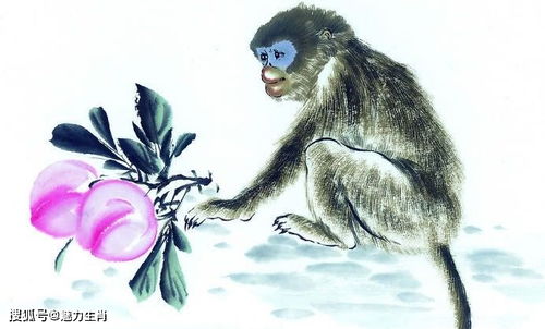 属猴和属兔的性格合得来吗？属兔属猴合吗是什么意思？