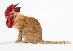 2.4 生肖与禁忌：猪狗之人的注意事项