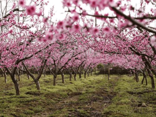 如何化解属相与桃花劫八字相关的运势问题？