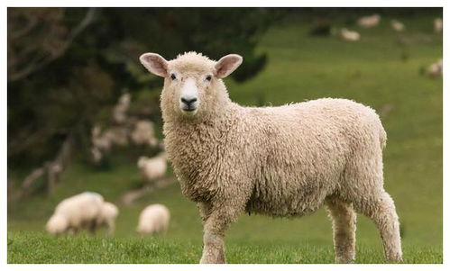 属羊女和属虎男八字相合吗？有没有什么讲究？