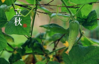 2. 饮食禁忌与替代方案