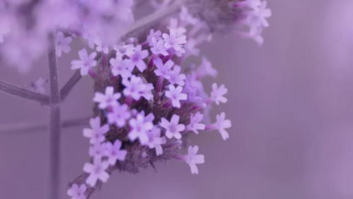 梦见紫色是什么心理暗示？