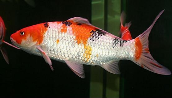 红财神鱼搭配什么鱼最好，给财神上供时鱼应该怎么摆放？