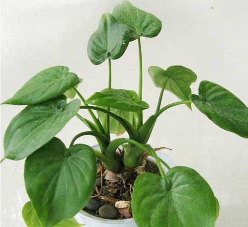 那些绿了吧唧的破草为啥老在我梦里蹦迪？