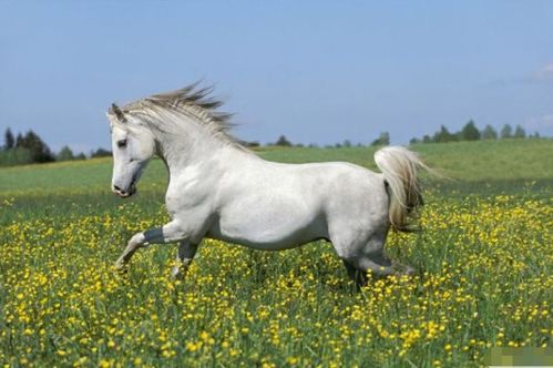 一马当先指的是什么生肖？一马当先打一生肖是哪个生肖？