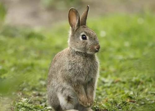 魏颗结草是哪个生肖的动物？