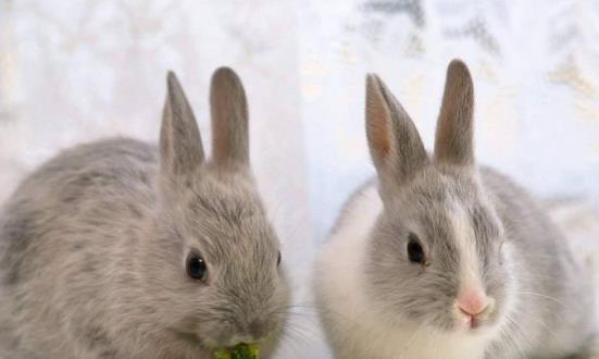 新媒体兔指的是什么生肖？