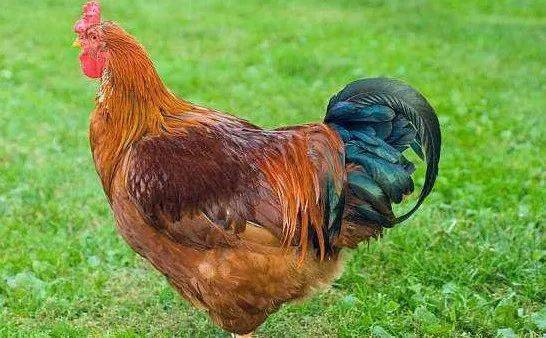 哪里有正宗产地货源的十二生肖精品鸡批发，促销价格是多少？