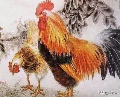 属鸡人养鸟如何化解养鸟的吉凶影响？七十岁以上老人养鸟需要注意哪些问题？