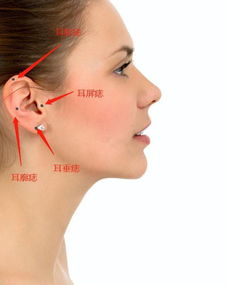 耳后与耳廓：性格特质与运势起伏