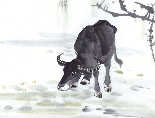 2009年出生的属牛女孩和男孩在2026年的学业运势分别如何？