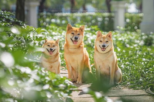 前仰后合打一准确生肖，前仰后合打一动物生肖准确答案是什么意思？改写为：前仰后合能对应哪个生肖动物？