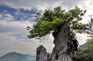 第一大坑：华蓥山石林？我堪是石头坟堆吧！