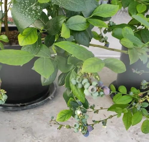 1.1 卧室内置之争议