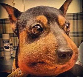 2026年属狗破土吉日是鸣吠对日还是鸣吠日？属狗搬家最佳时间2025年改选在何时最吉利？