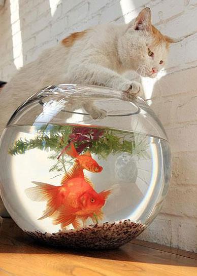 家里鱼突然全死，风水摆件鱼是问题所在吗？