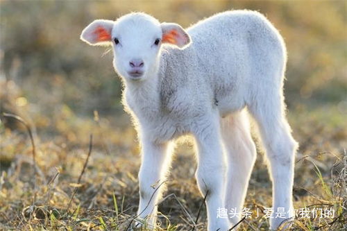 2026年1月属羊人搬家吉日是哪几天？哪天适合搬家？