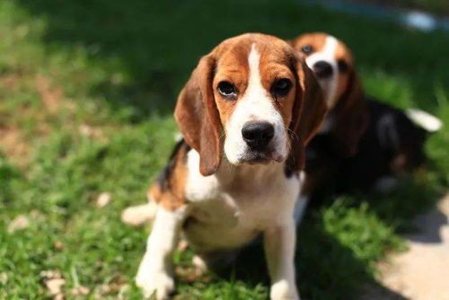 40岁属狗的人爱情上有哪些弱点？27岁属狗的人最适合的婚姻对象是什么？